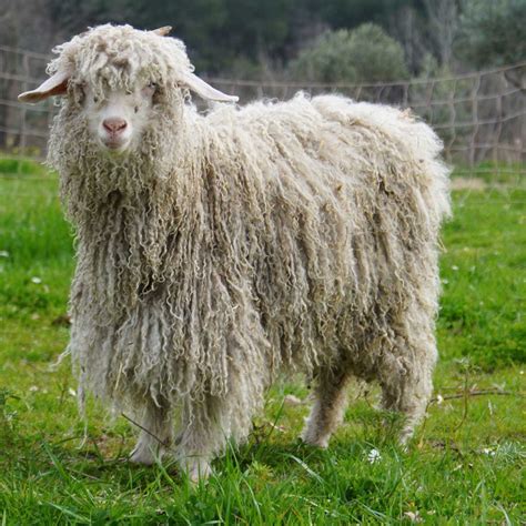 Mohair